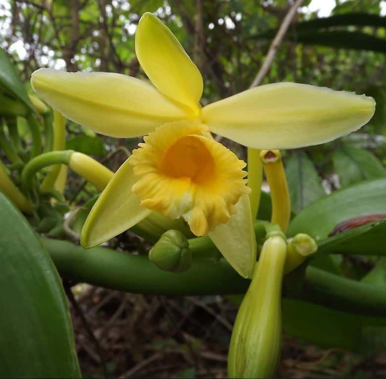 Vanilla Orchid2