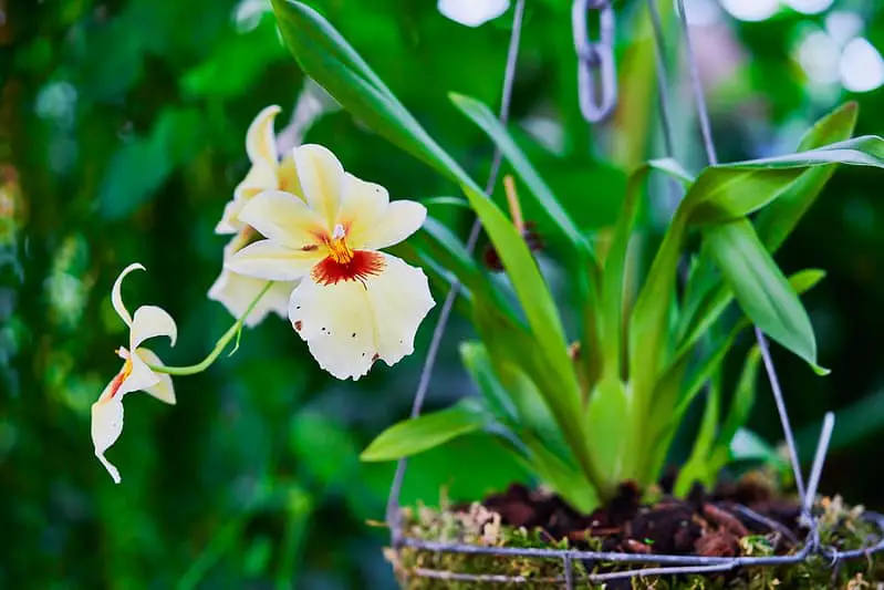 White Pansy Orchid Miltoniopsis Orchid