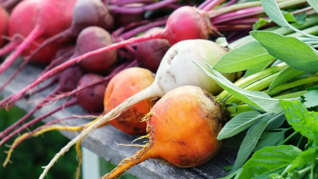 different coloured beetroot