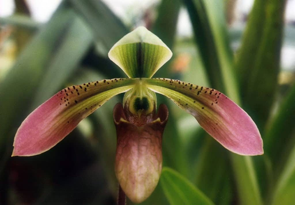 lady slipper orchid 1