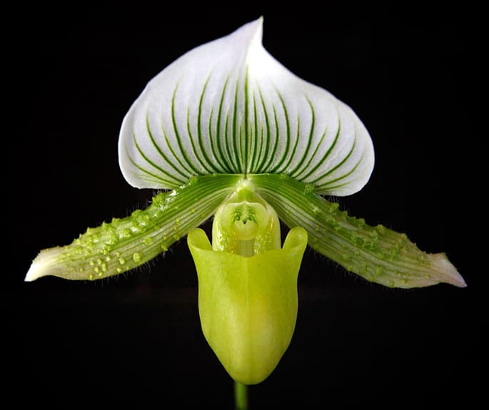lady slipper orchid 3