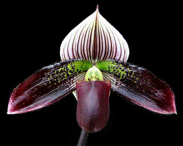 lady slipper orchid 5