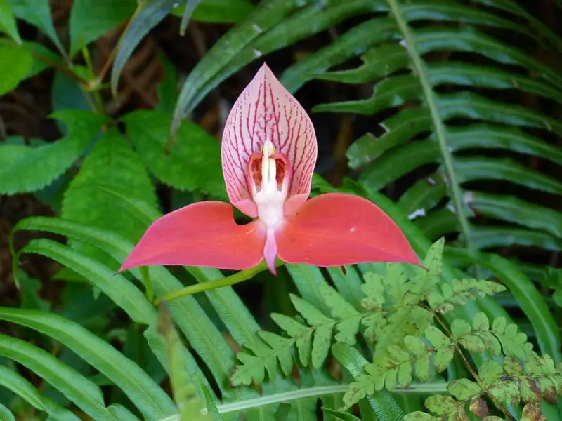 red Disa orchid