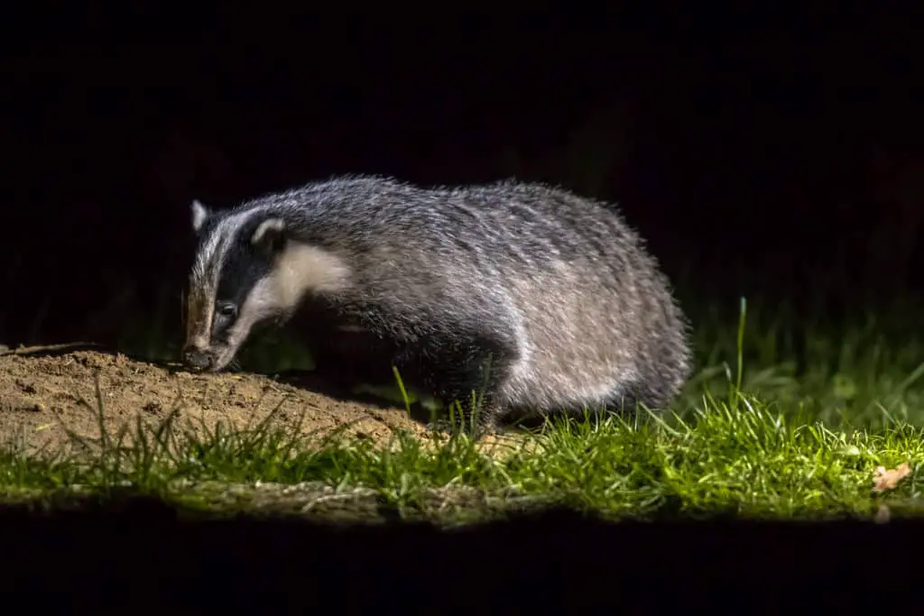 Badger digging in the lawn for food.