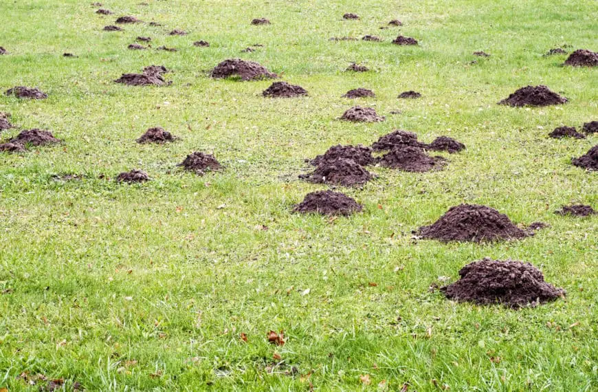 Mole mounds in the lawn