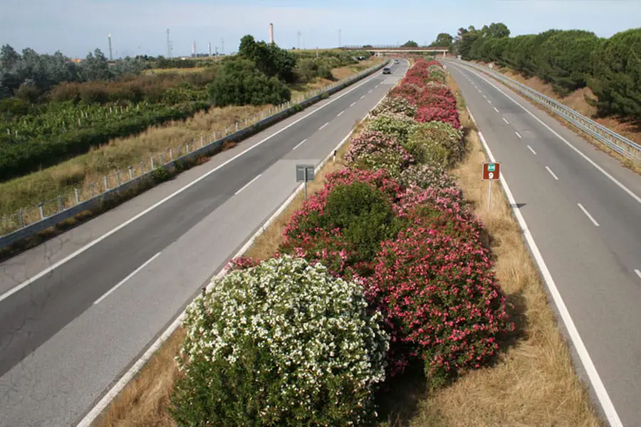 Oleander-Plant-motorway