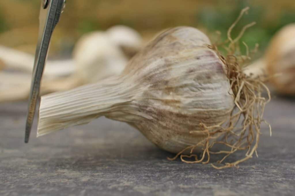 Garlic with a bit of stalk left
