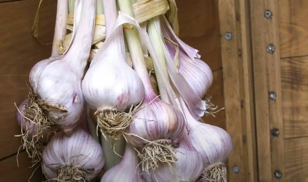 garlic hanging up