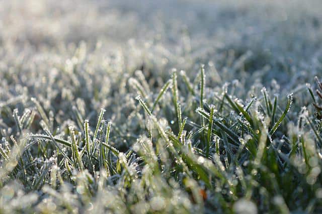 frozen-grass