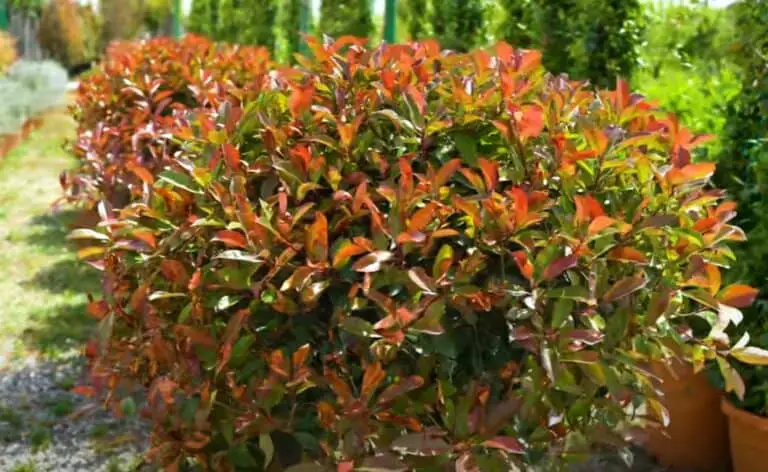 Photinia Red Robin Care Guide