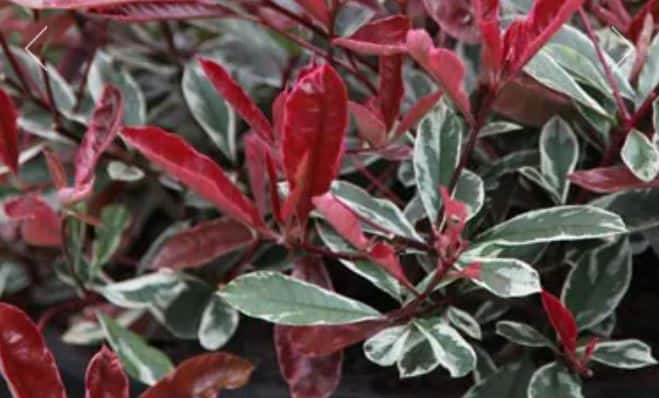 Photinia Pink Marble Care Guide