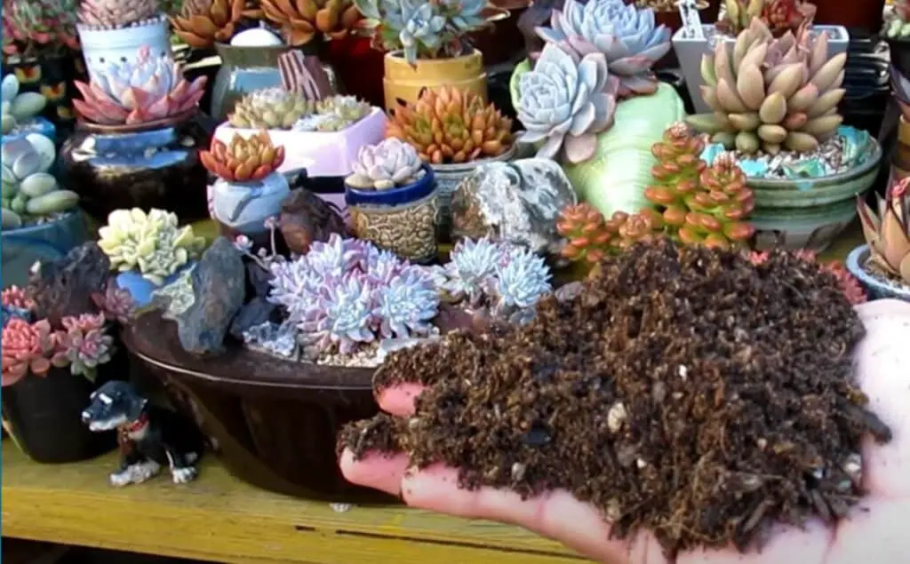DIY Cactus Compost Succulent Compost