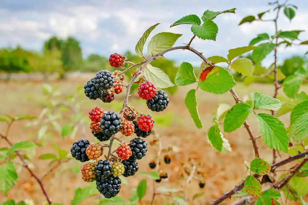Berries on a bramble bush