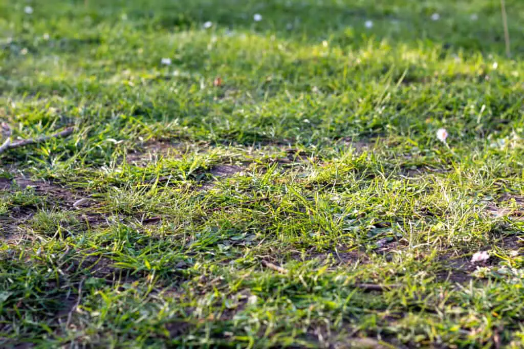 Moss in Lawn