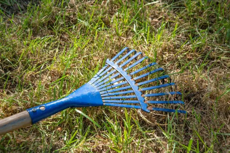 What is Raking and Scarifying?