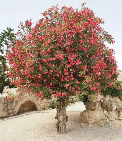 Pink Oleander Tree
