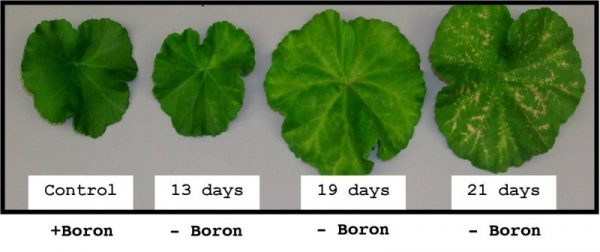 boron deficiency in plants