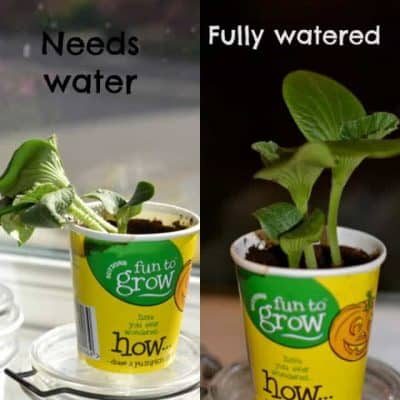 why-do-plants-need-water